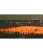Cities: Skylines - Natural Disasters