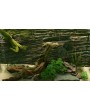 Biotope