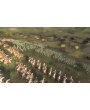 Real Warfare: 1242