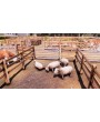 Real Farm 