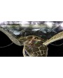 World Turtles