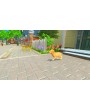 My Universe - Puppies & Kittens